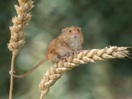 Мышиная лихорадка: как не заболеть?