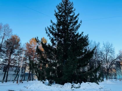 В Дёме на одну лесную красавицу стало больше