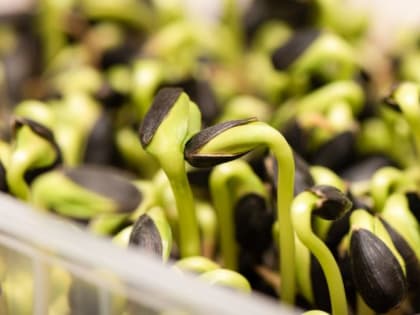 Опытные огородники проделывают этот хитрый трюк: семена кабачков и&nbsp;баклажанов прорастут за 10 часов