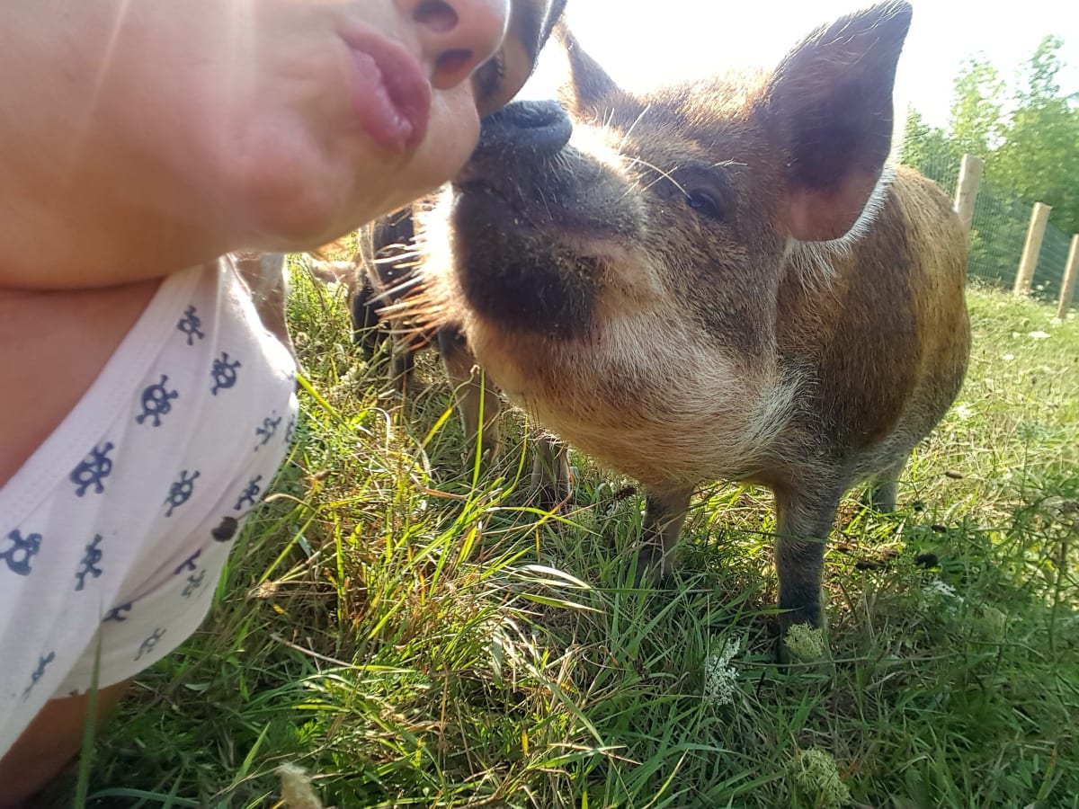 Kune Kune pigs
