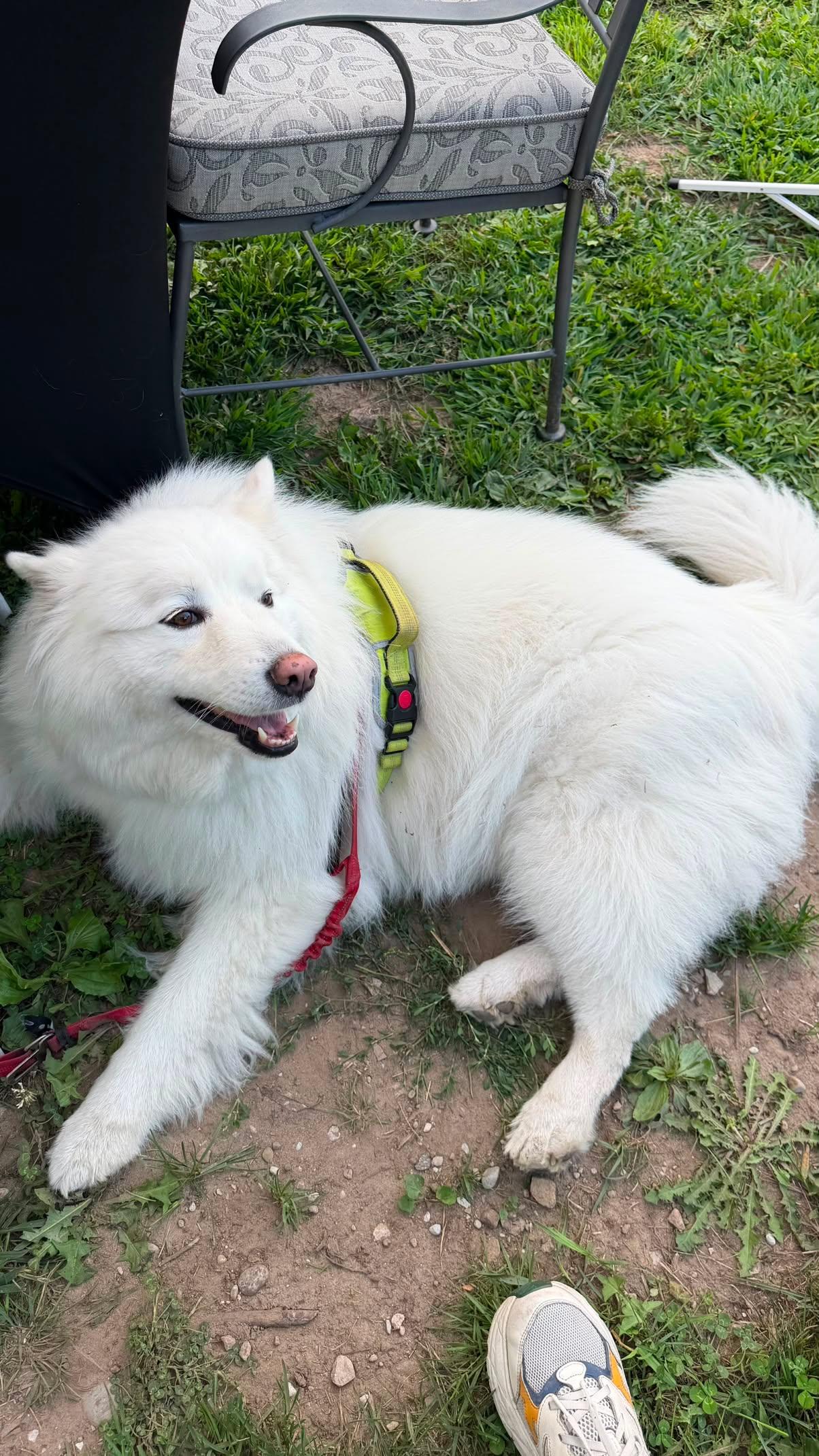 A fluffy white dog lying in the grass