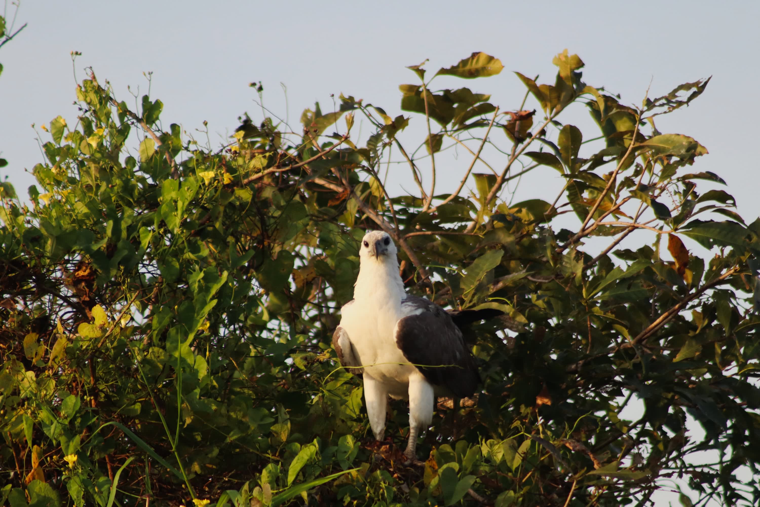 Eagle keeping watch from above