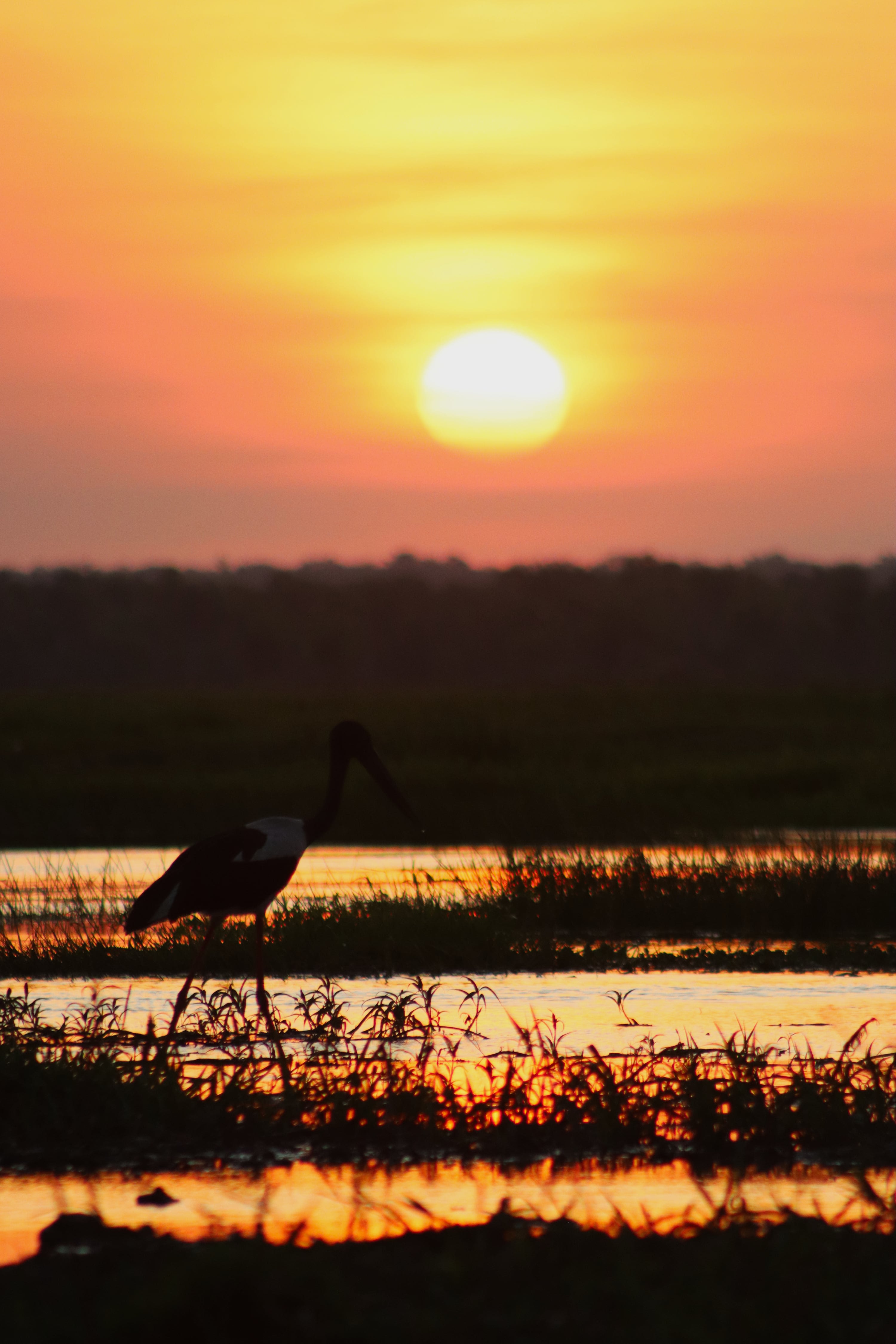 Darter silhouette at sunset