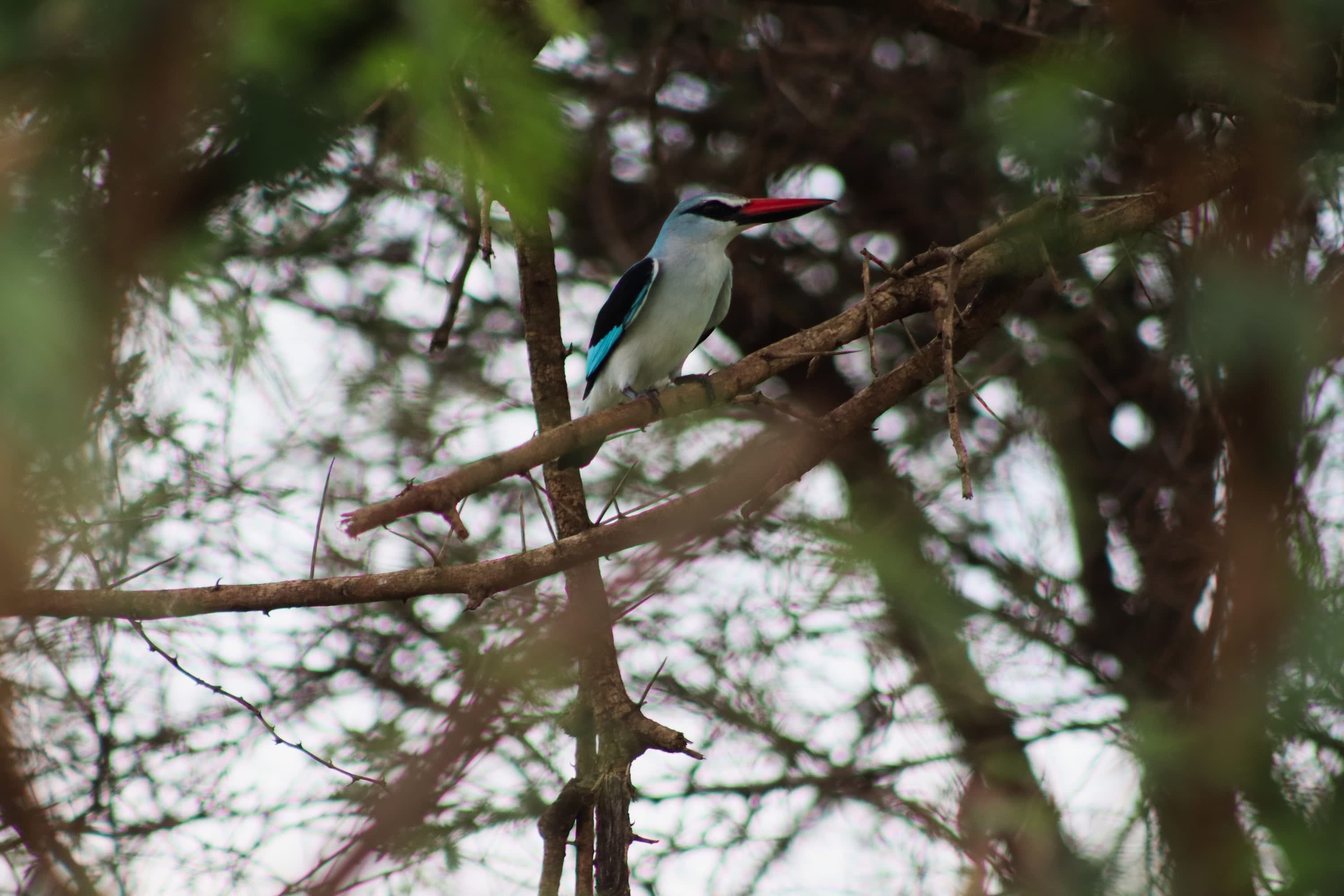 Kingfisher with vibrant plumage