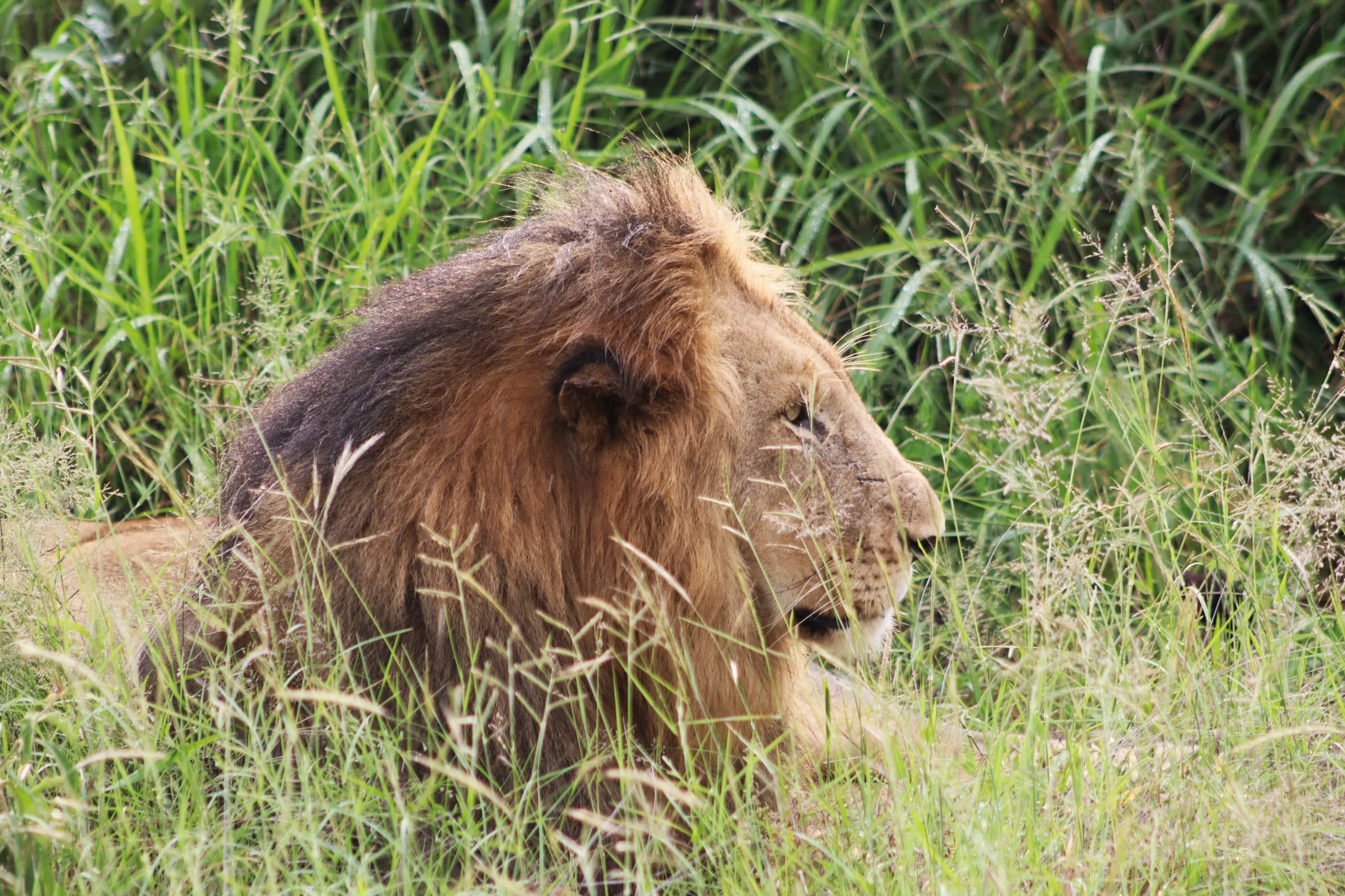 Male lion surveying the savanna