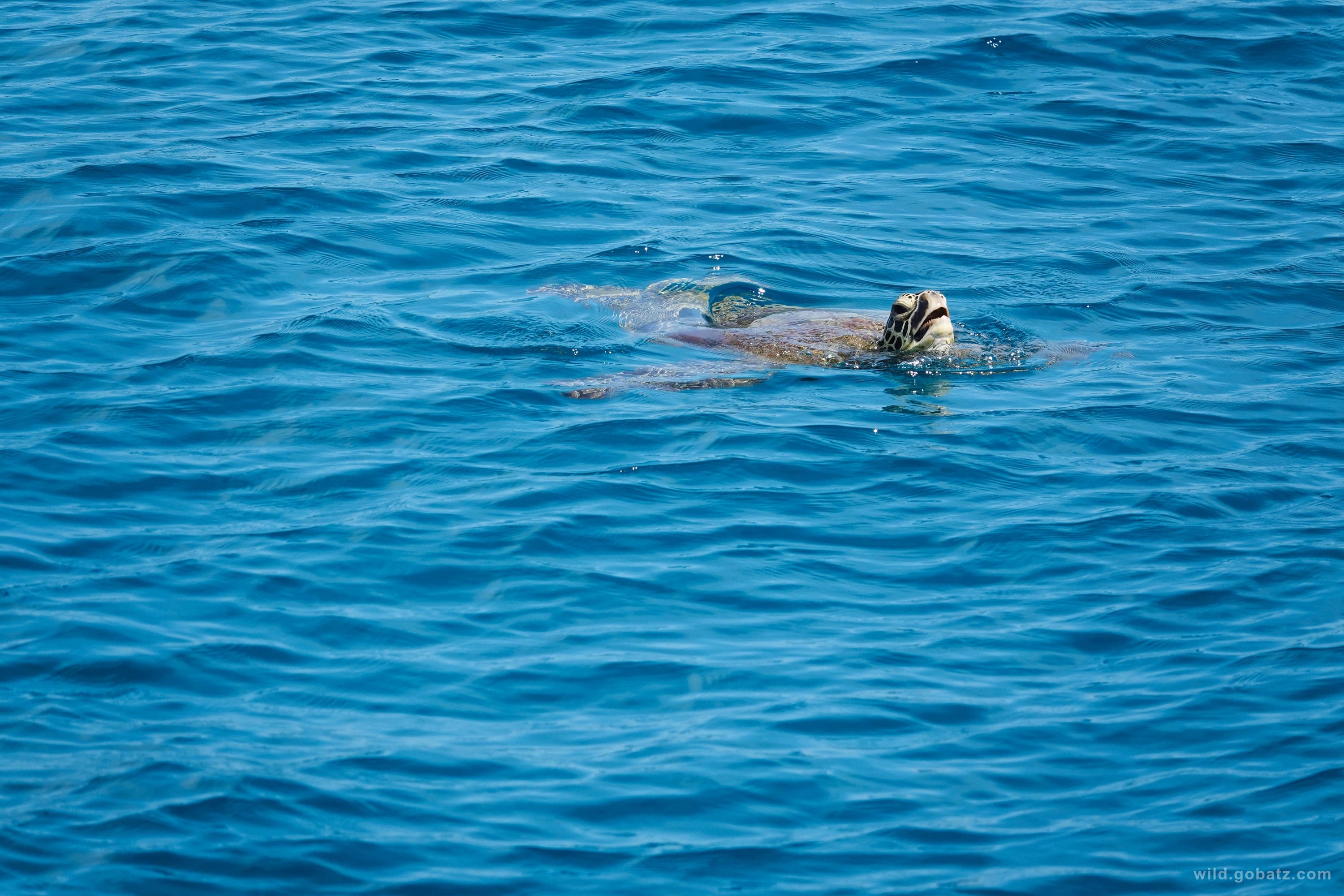 Turtle in the ocean
