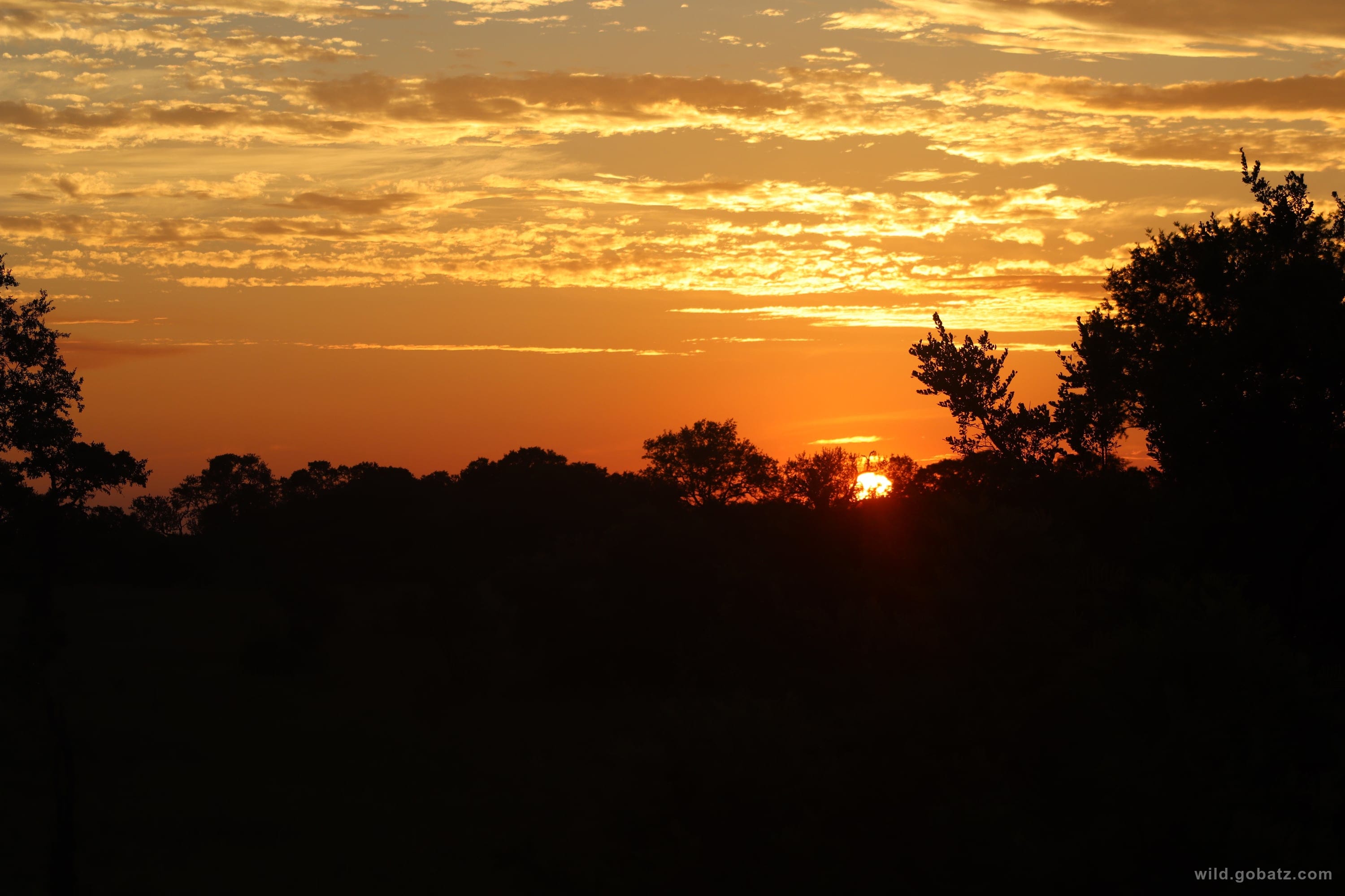Golden sunset across the African plains