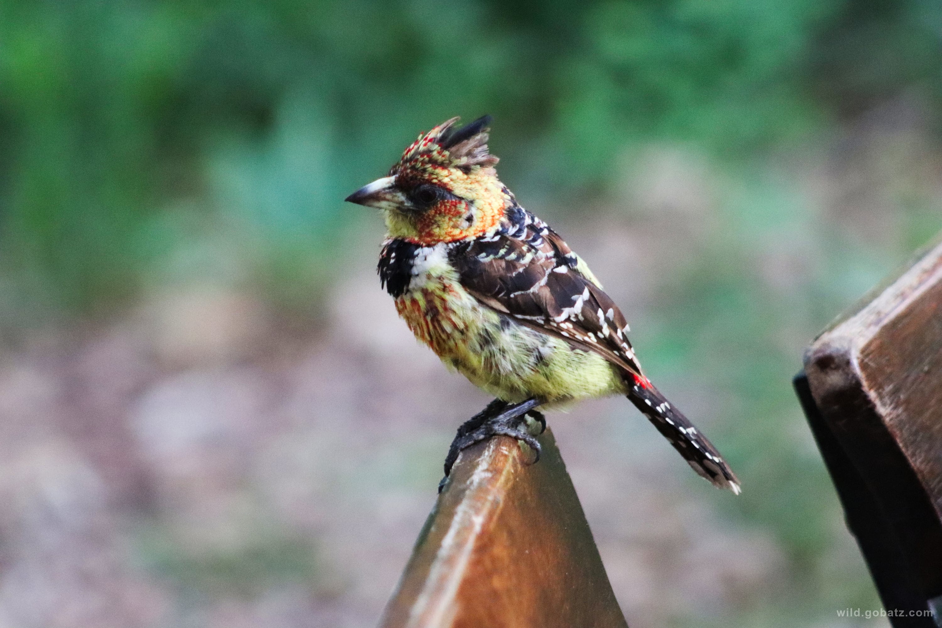 Crested barbet perched on a bench