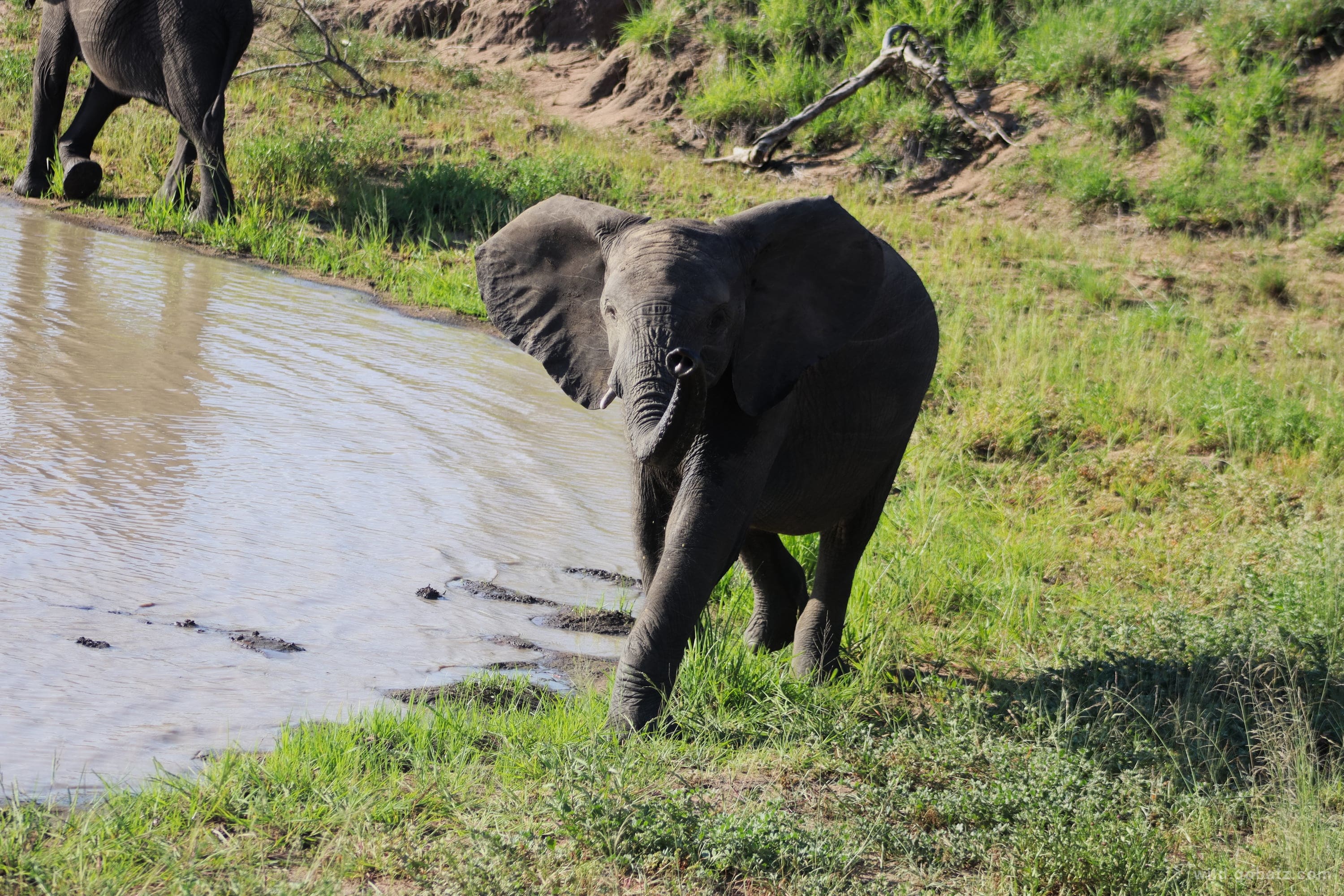 Baby elephant doing it's best charge