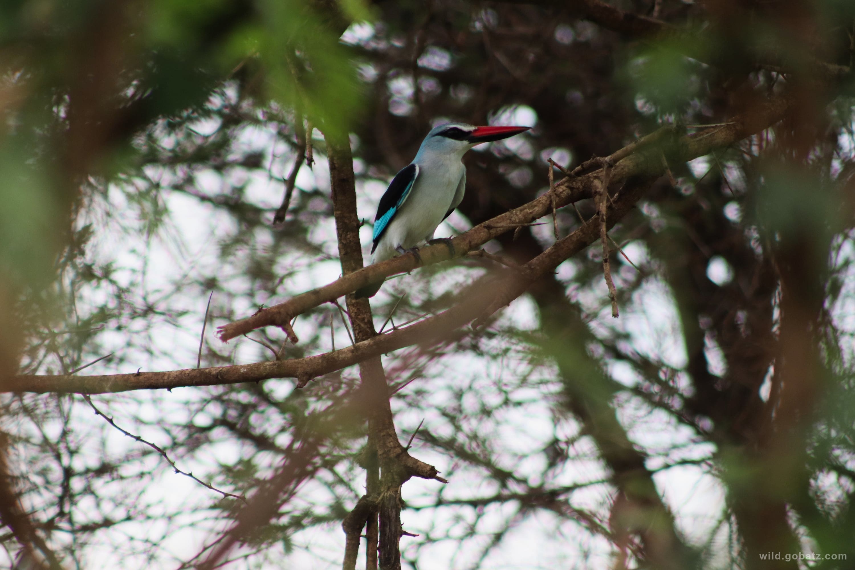 Kingfisher with vibrant plumage