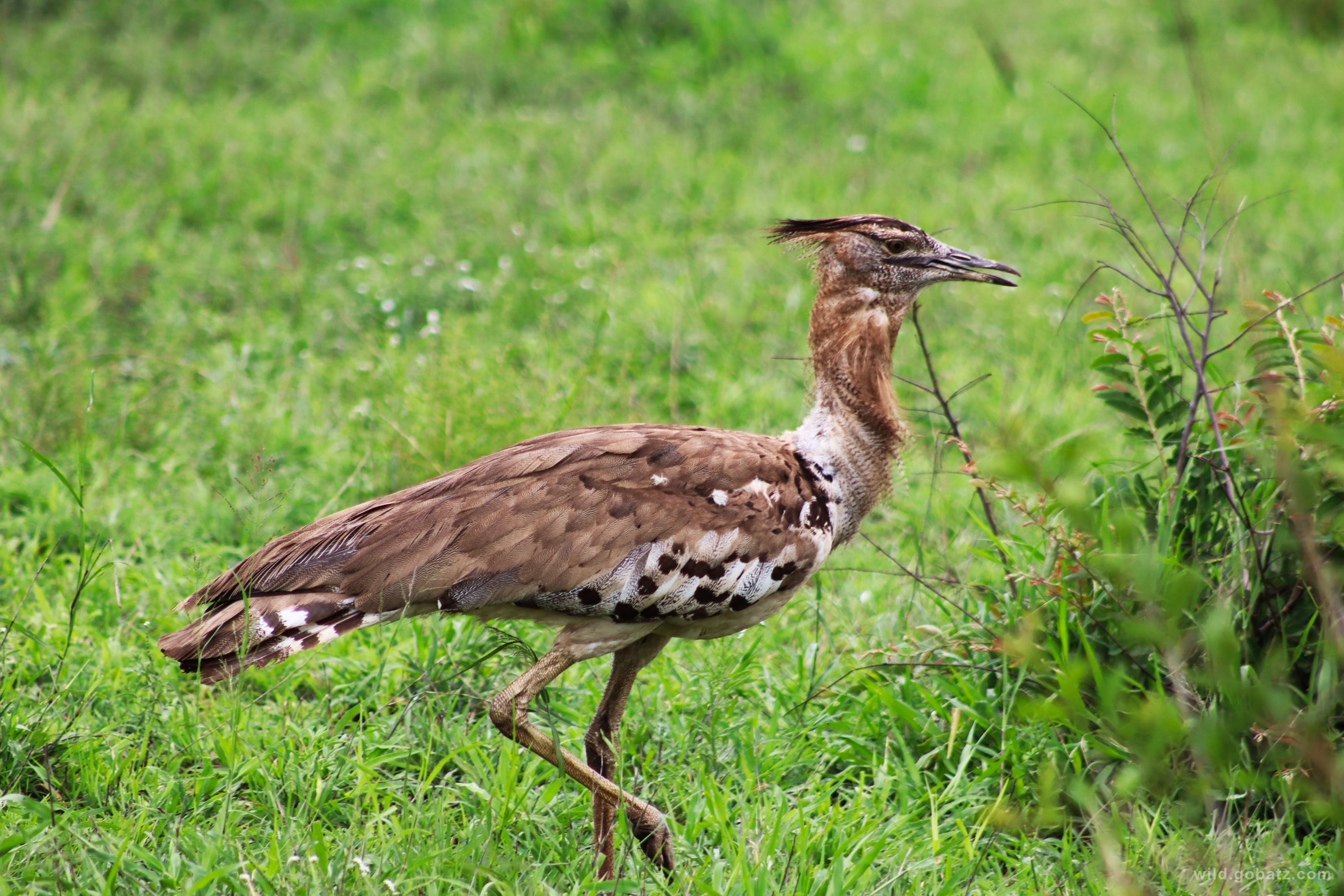 Kori bustard in the grasslands