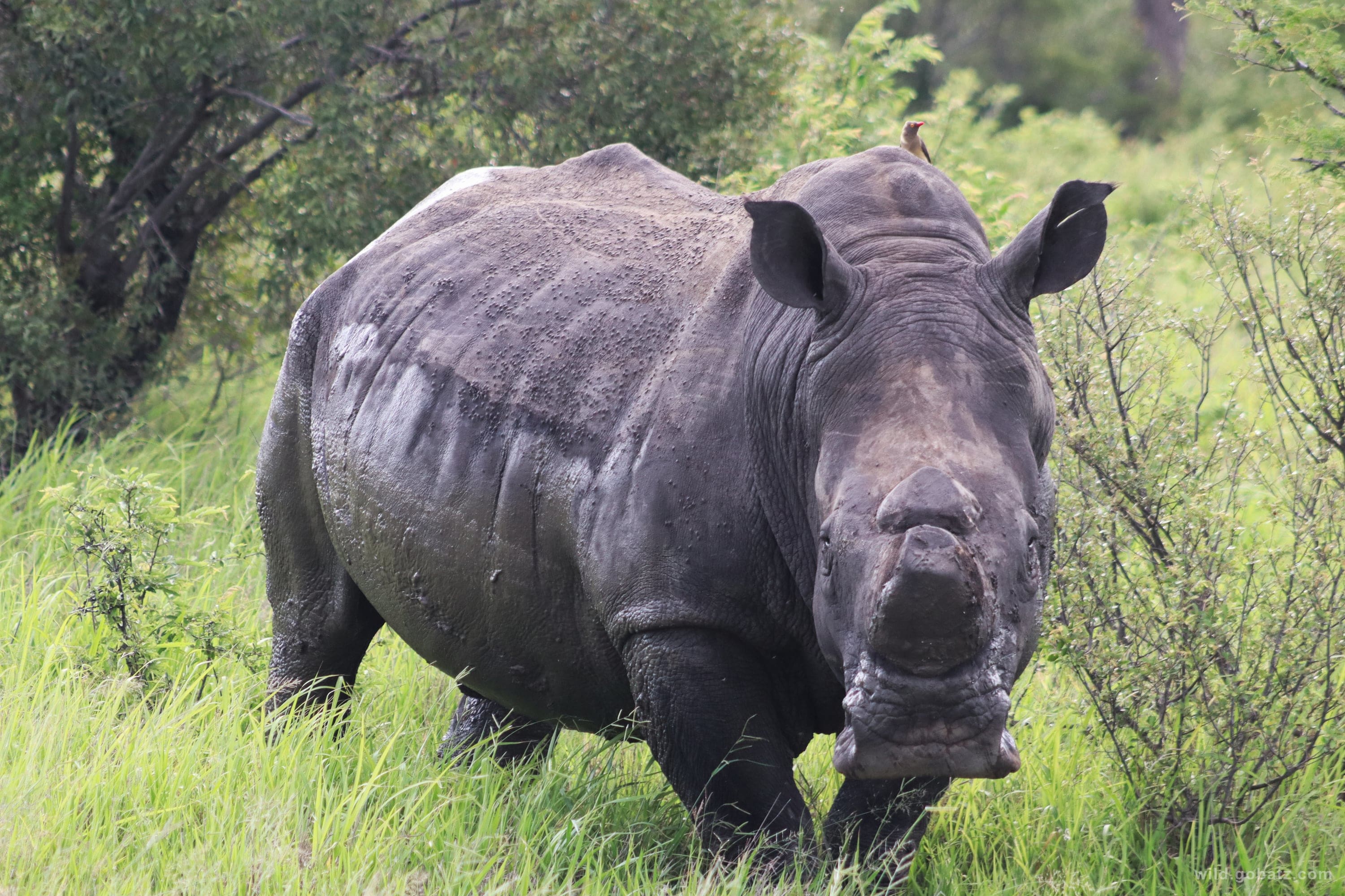 Dehorned rhino in the bush