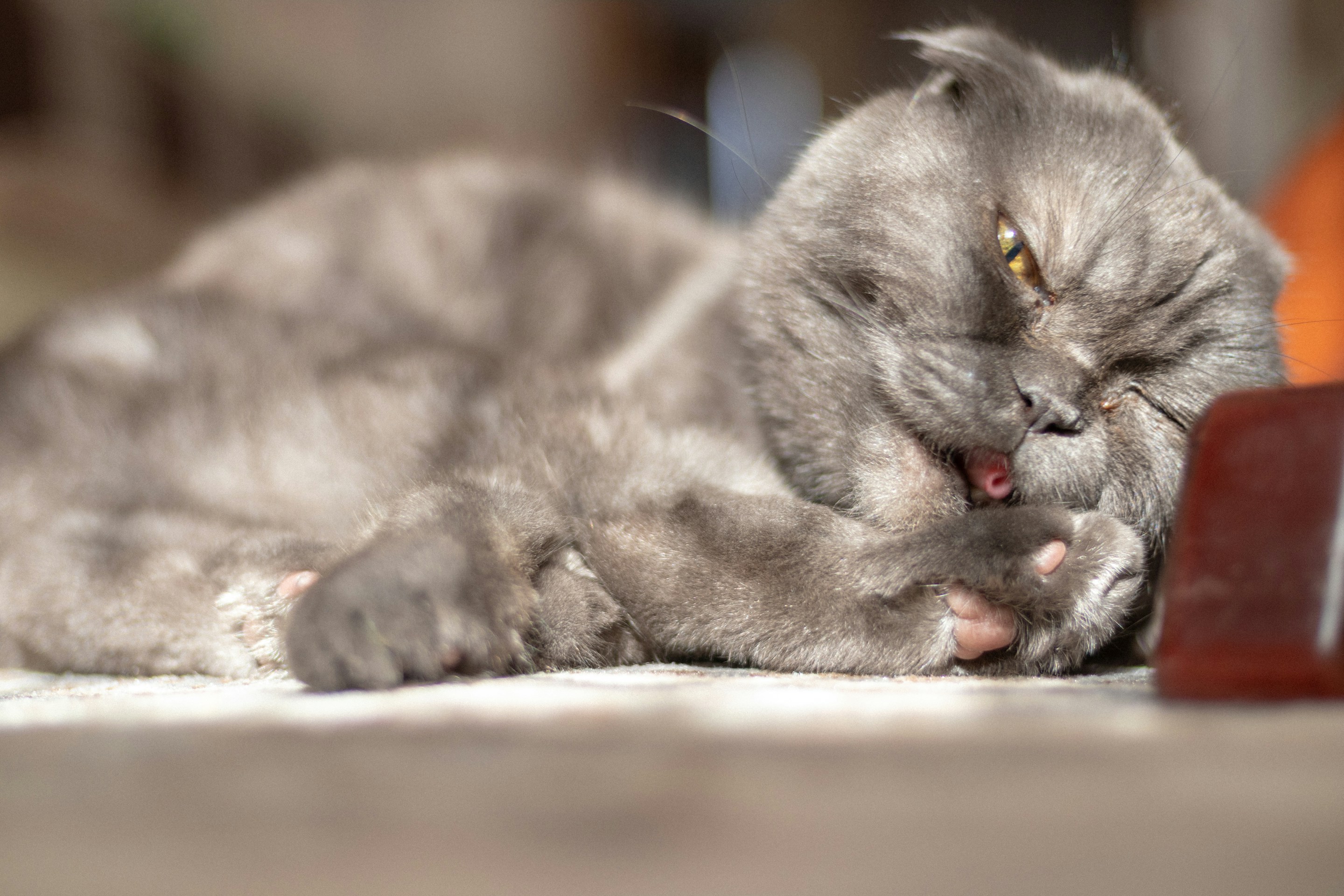 Image of Oliver, a Maine Coon breed