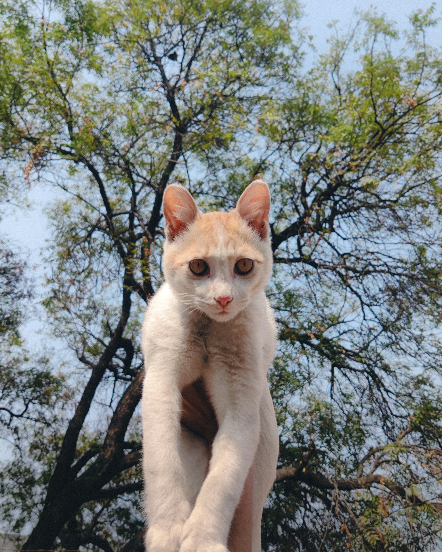 Image of Bella, a Tabby breed cat.