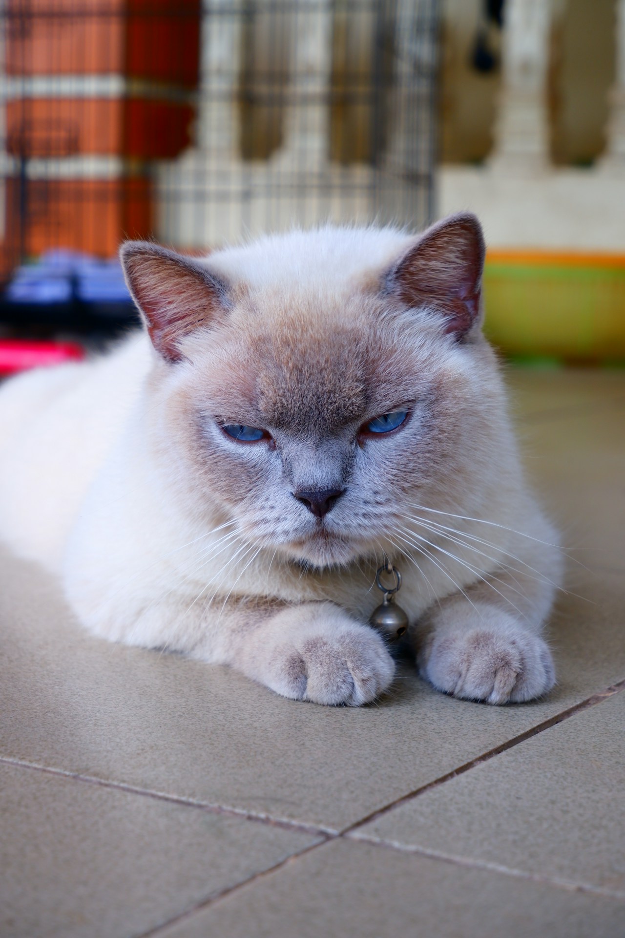 Image of Max, a Persian breed cat.