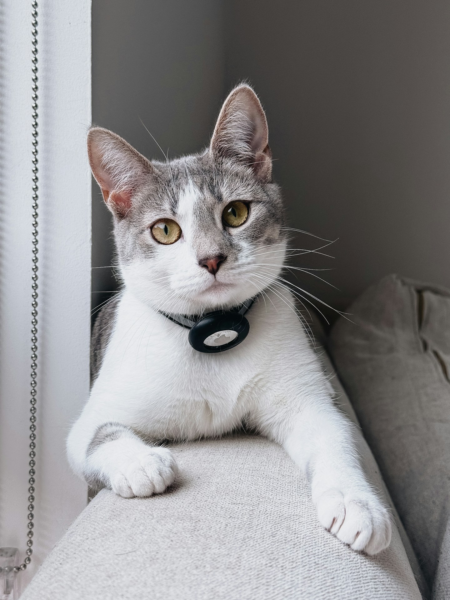 Image of Chloe, a Calico breed cat.