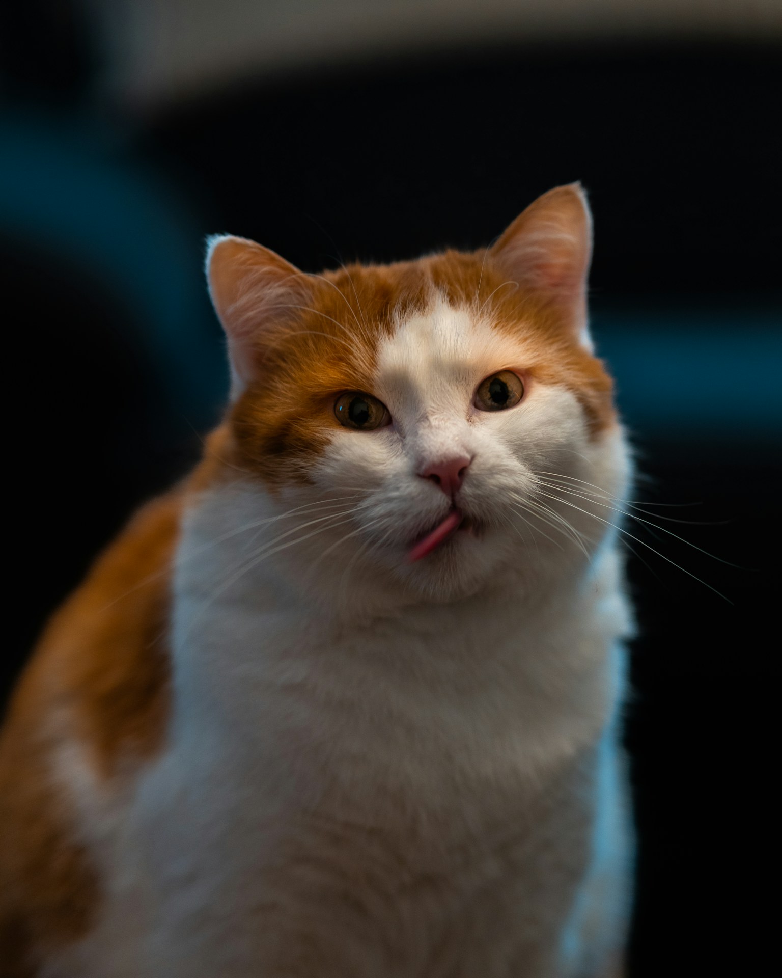 Image of Charlie, a American Shorthair breed cat.