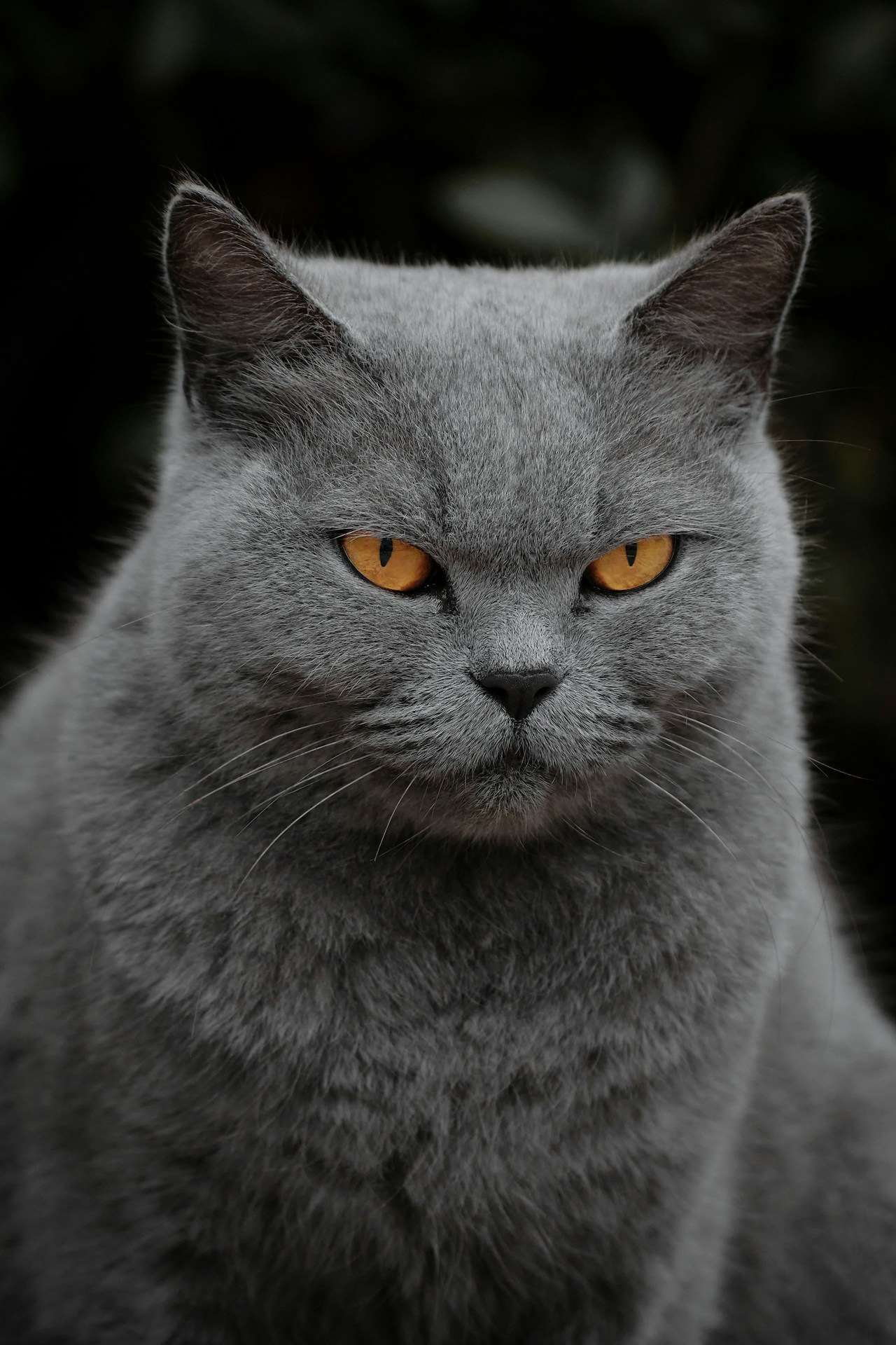 Image of Misty, a Russian Blue breed cat.
