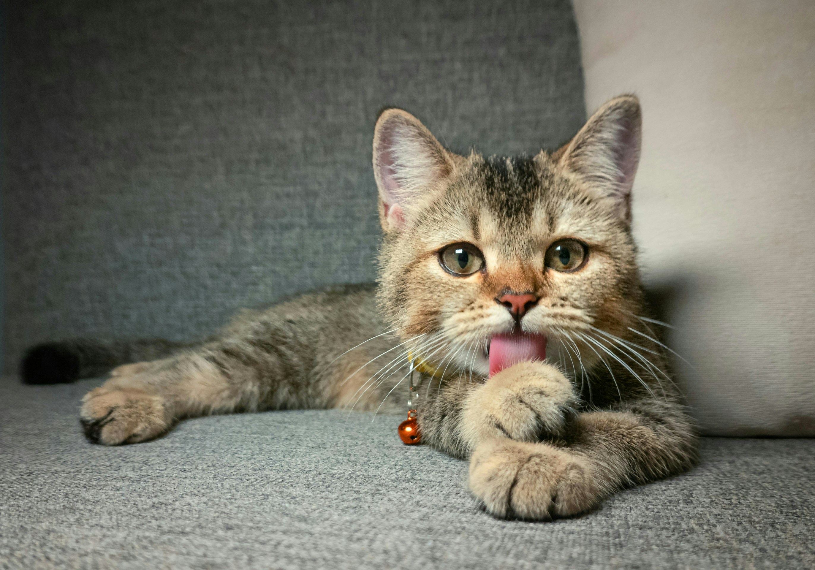 Image of Leo, a Bengal Mix breed cat.