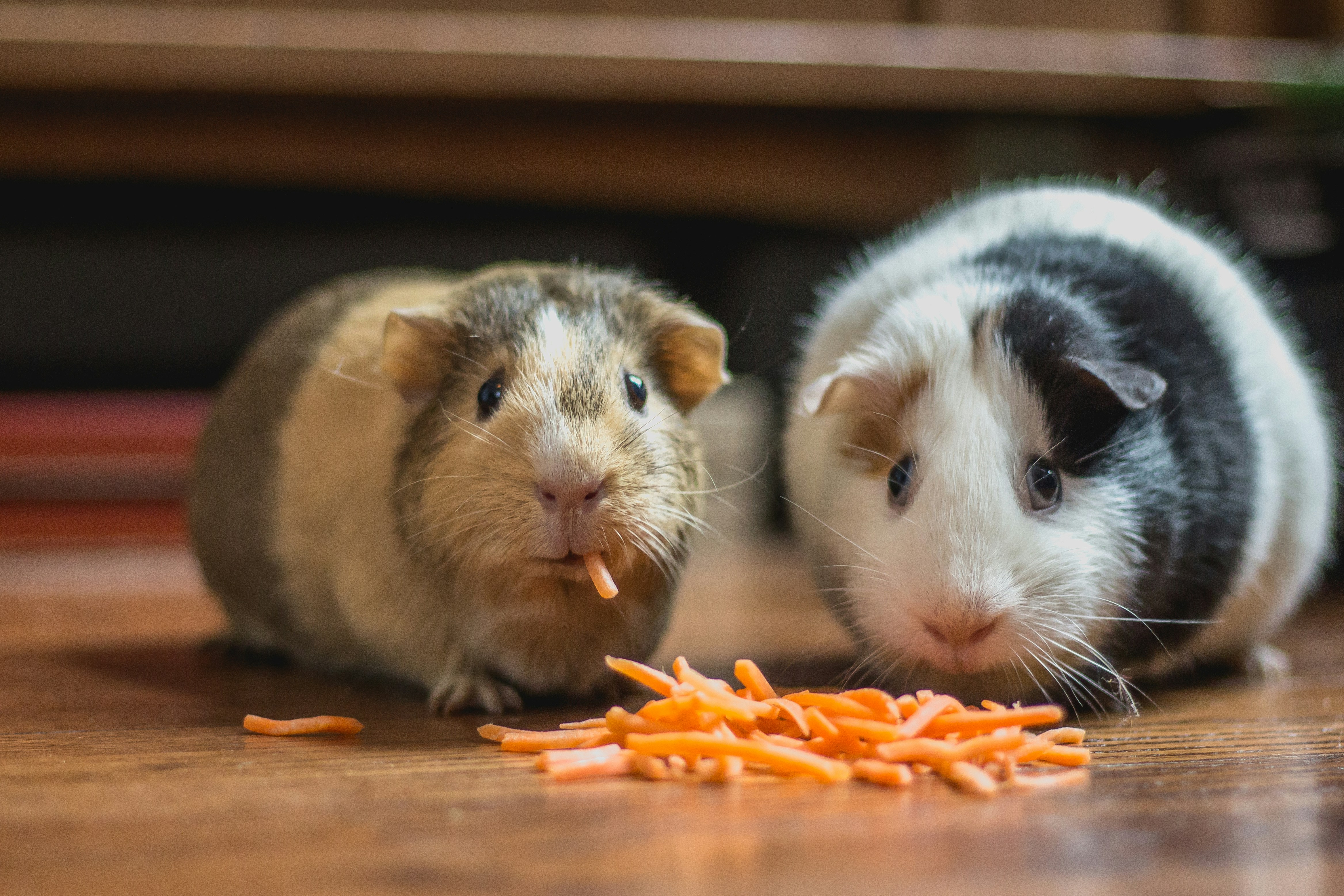 Image of Paws & Whiskers Shelter, a 1136 Centre Street, Thornhill, ON, Canada location