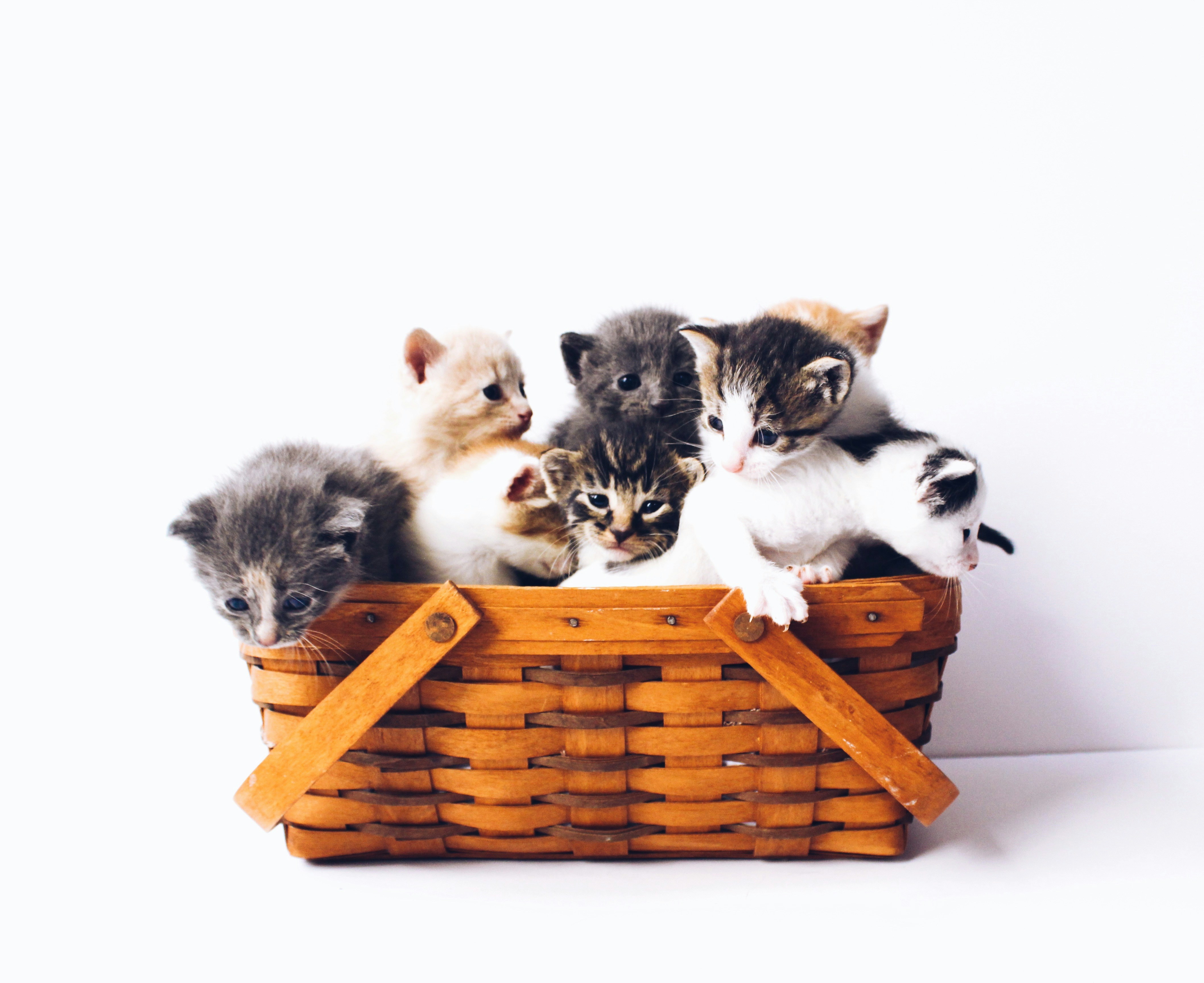 Image of Happy Tails Rescue, a 308 Cherokee Boulevard, North York, ON, Canada location
