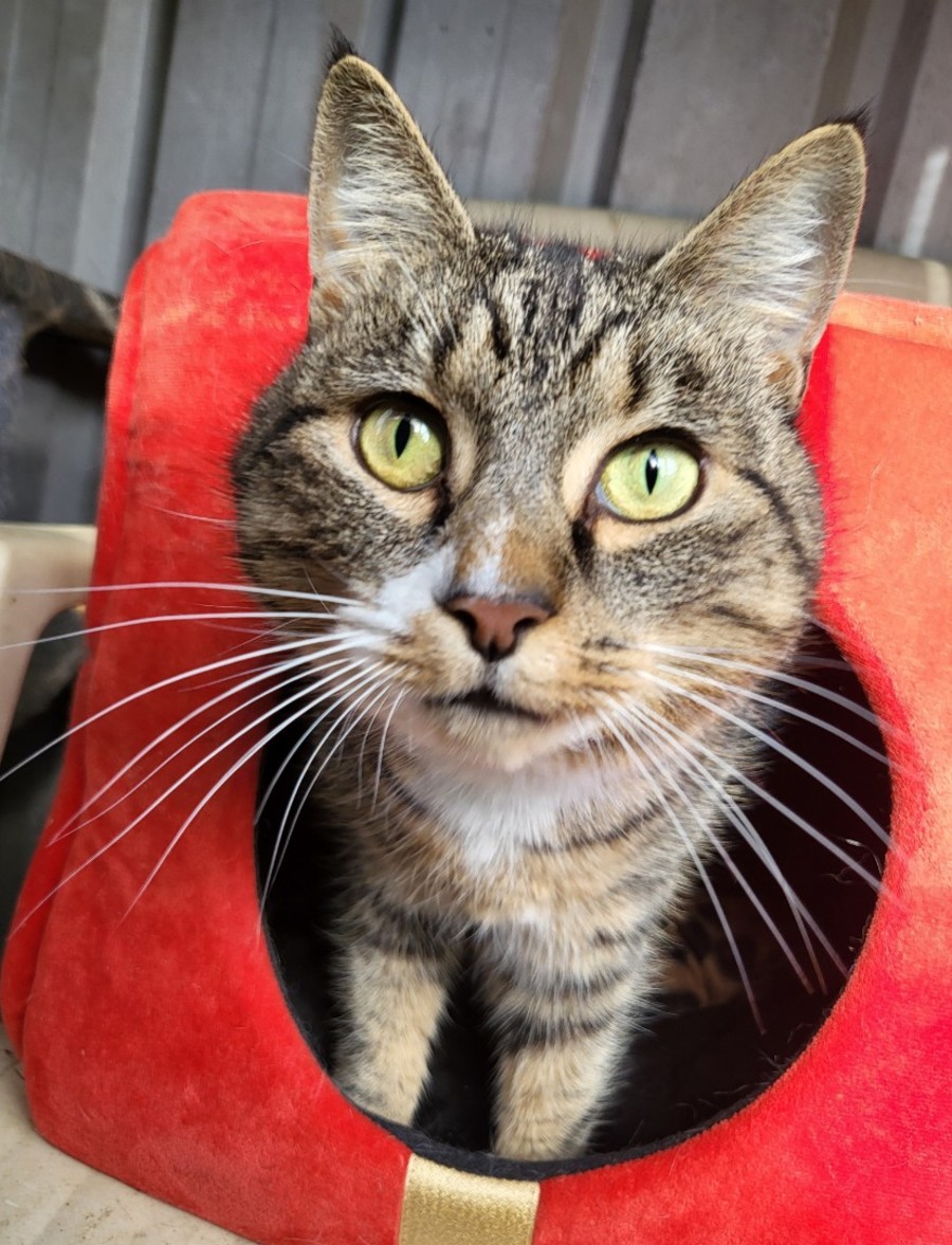Image of Feline Friends, a 777 Bay Street, Toronto, ON, Canada location