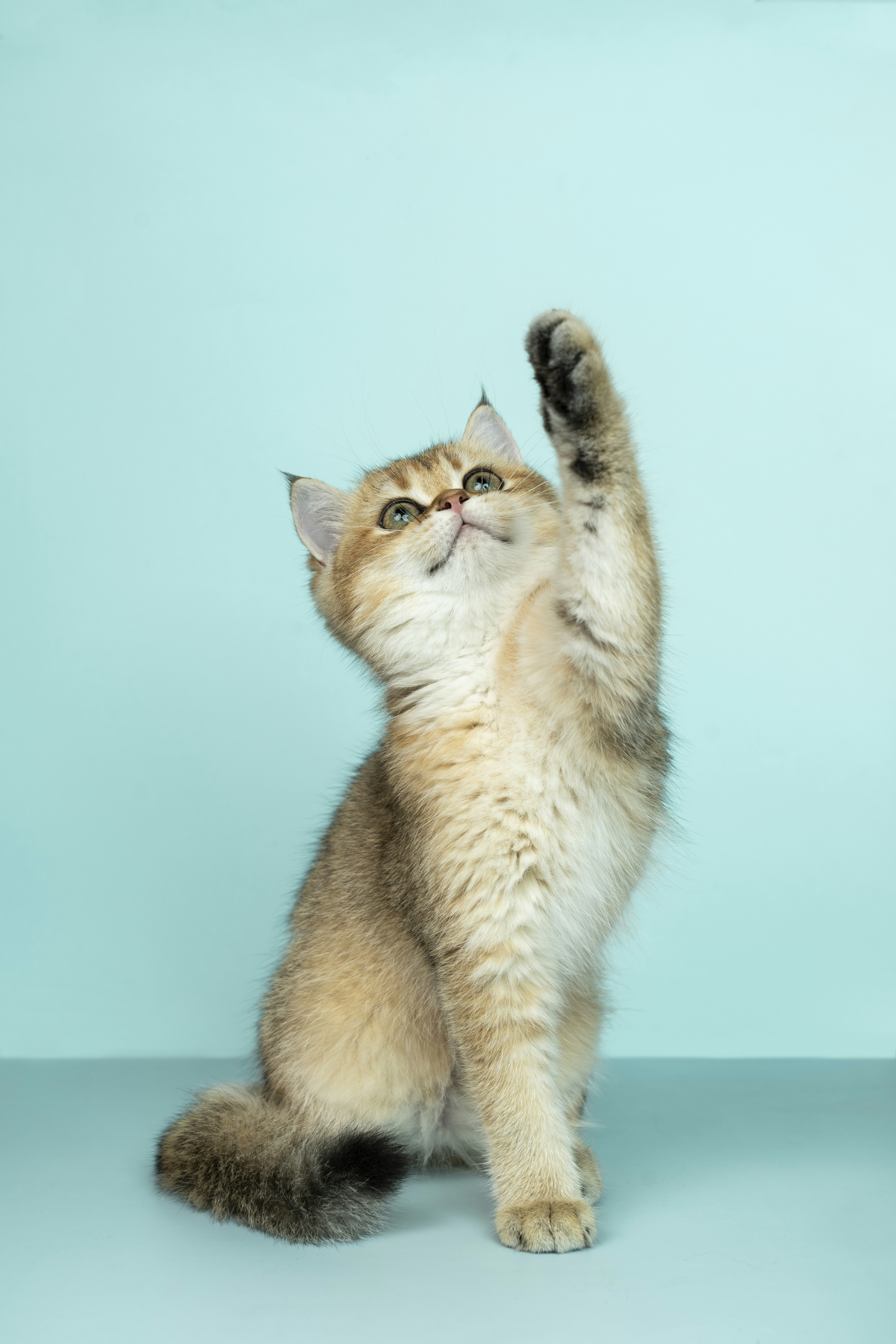 Image of Whisker Rescue, a 561 Sherbourne Street, Toronto, ON, Canada location