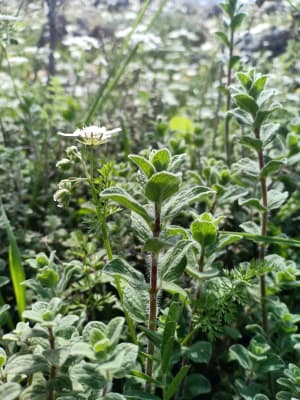 oregano for cough and phlegm