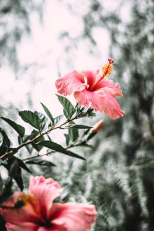 hibiscus to treat uti