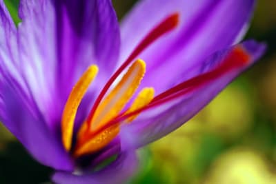 saffron to improve memory