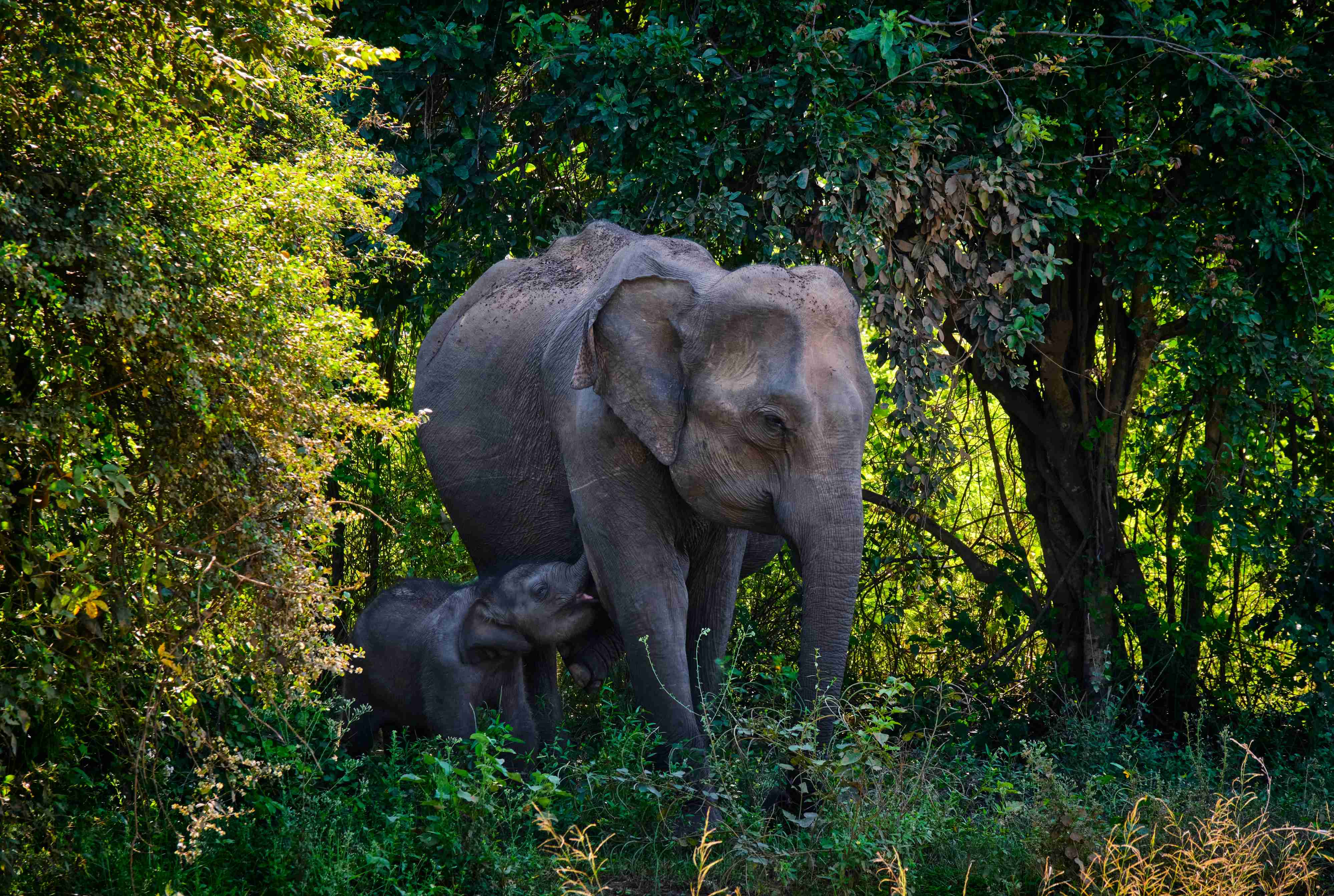 Essence of Sri Lanka