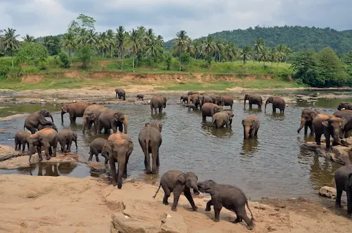 Pinnawala Elephant Orphanage