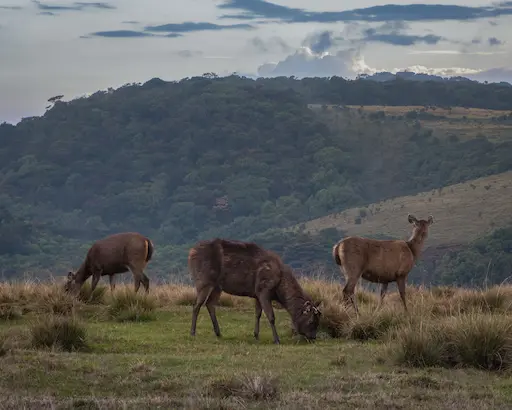 Horton Plains National Park