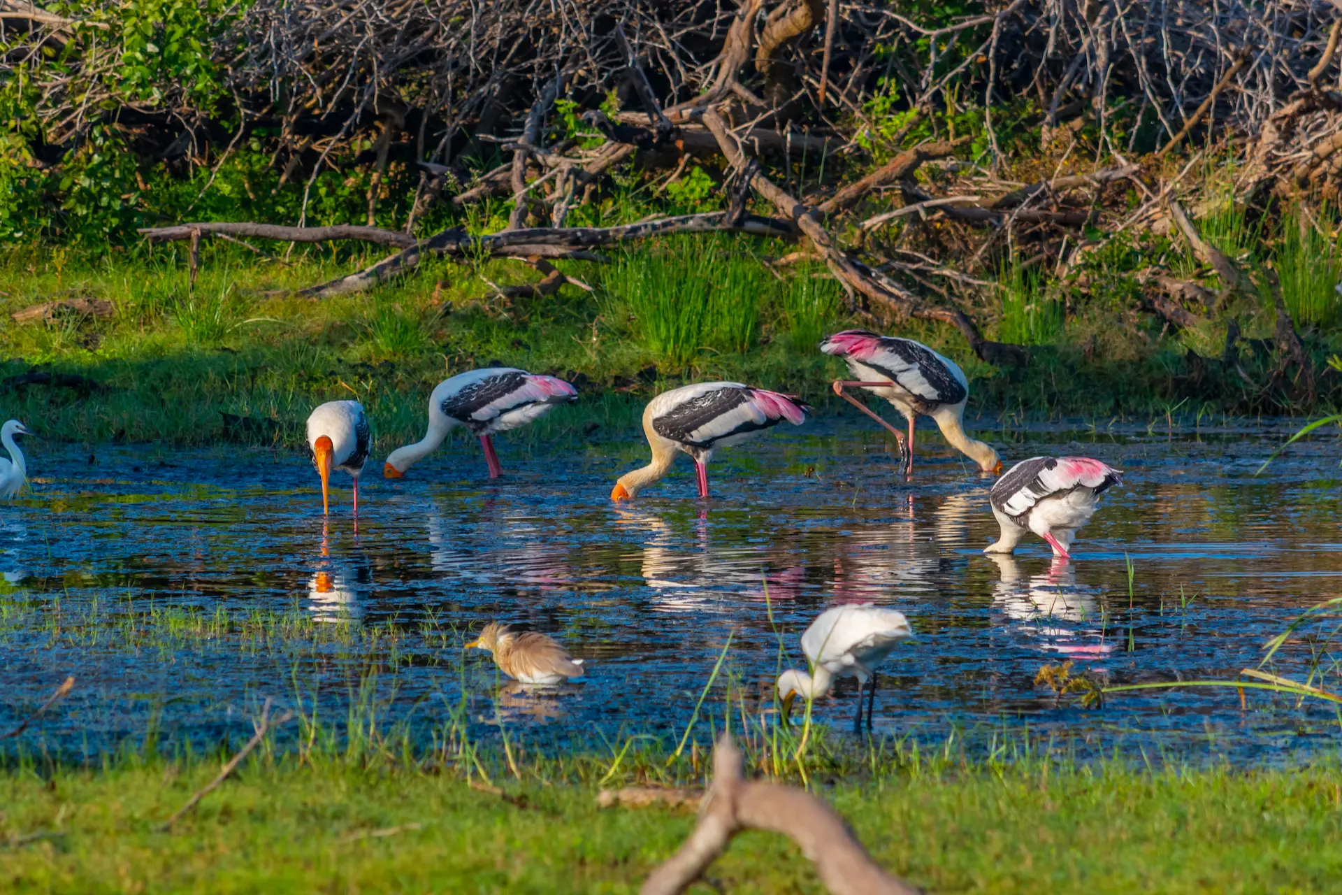 Bundala National Park
