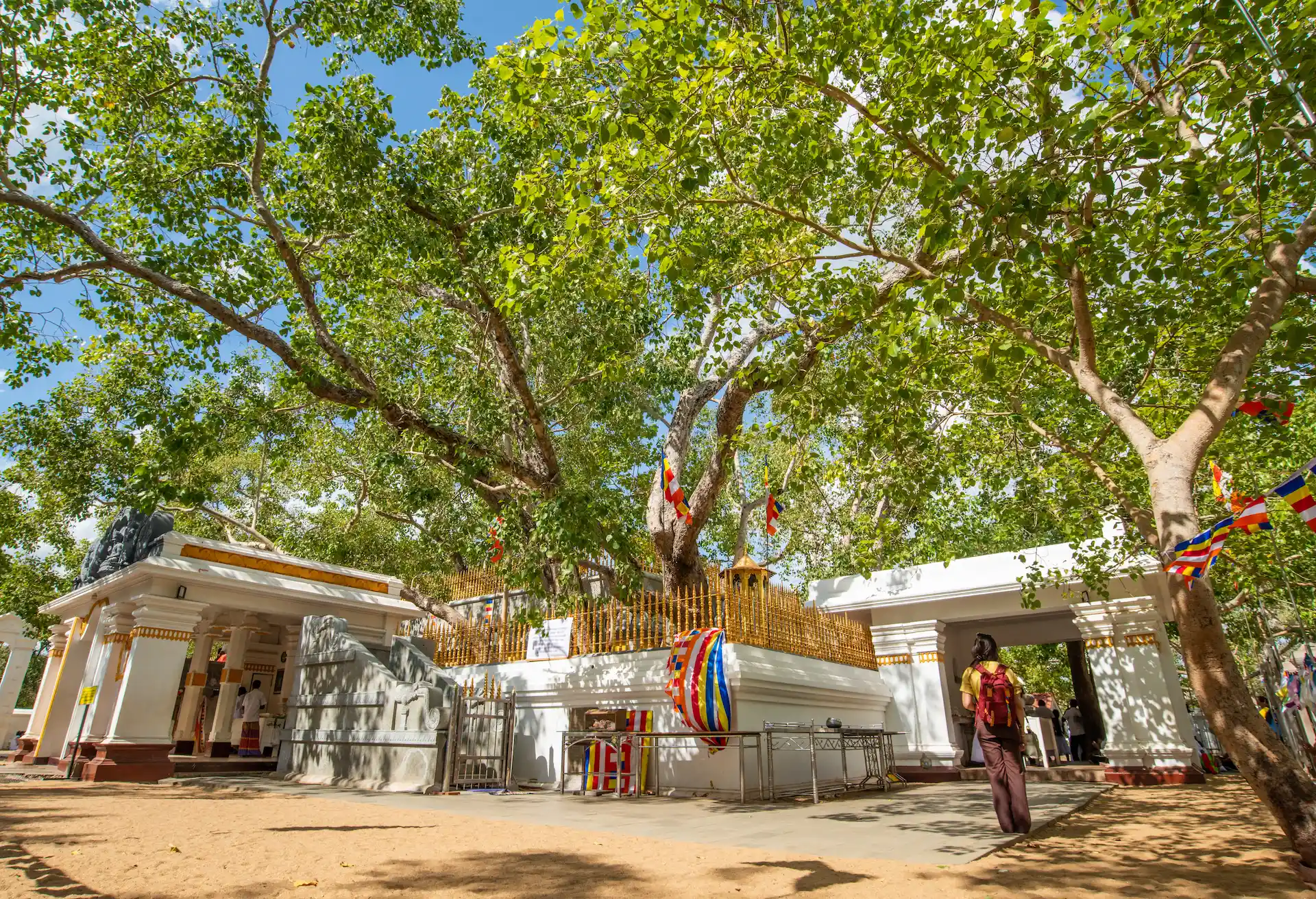 Sri Maha Bodhi