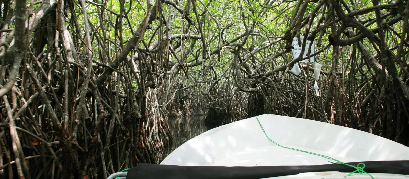 Ceylon Wellness Retreat image 3