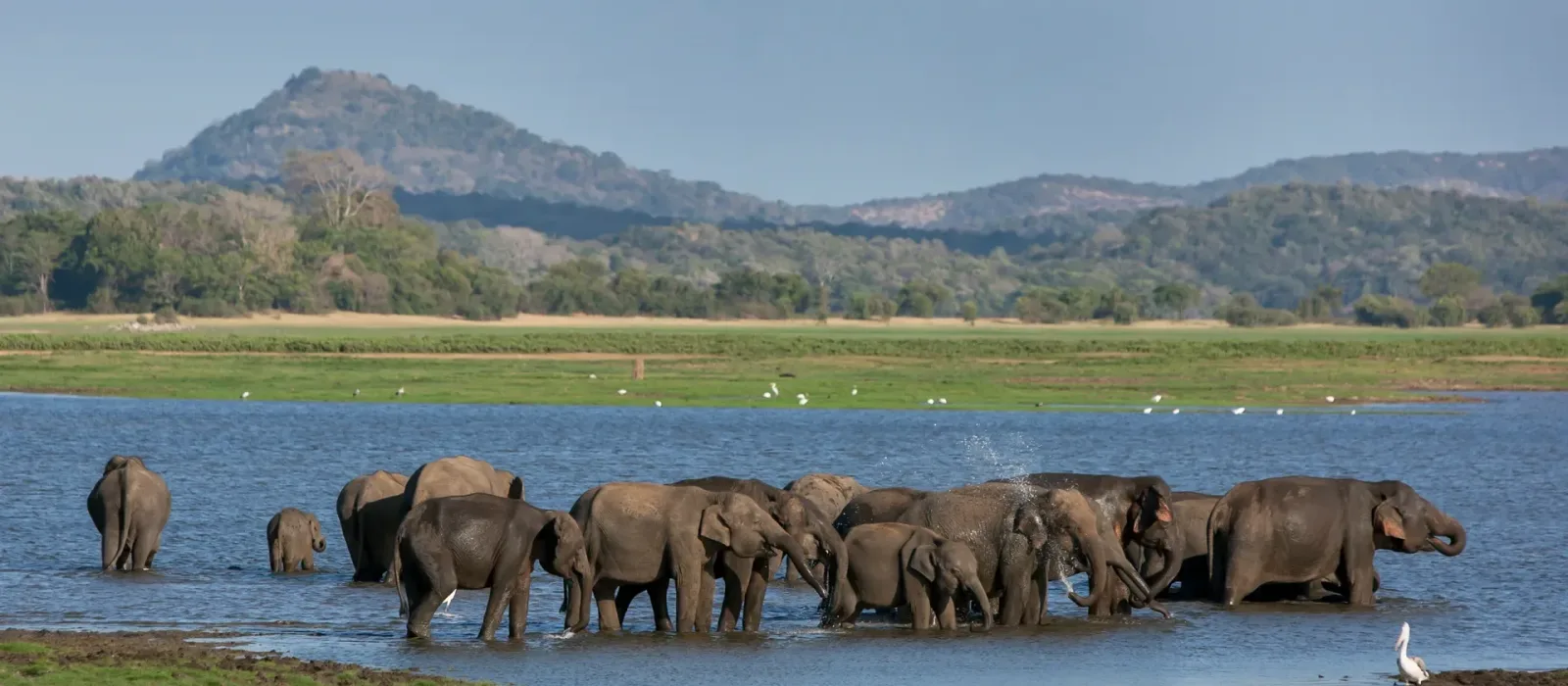 Elephant Gathering Safari image 1