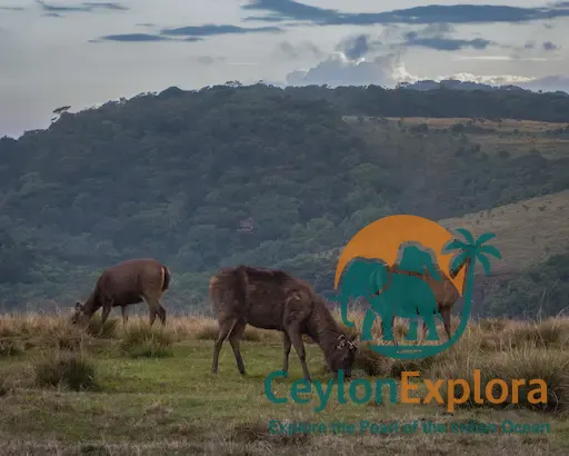 Horton Plains National Park