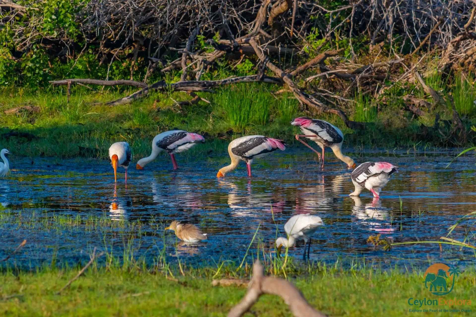 Bundala National Park