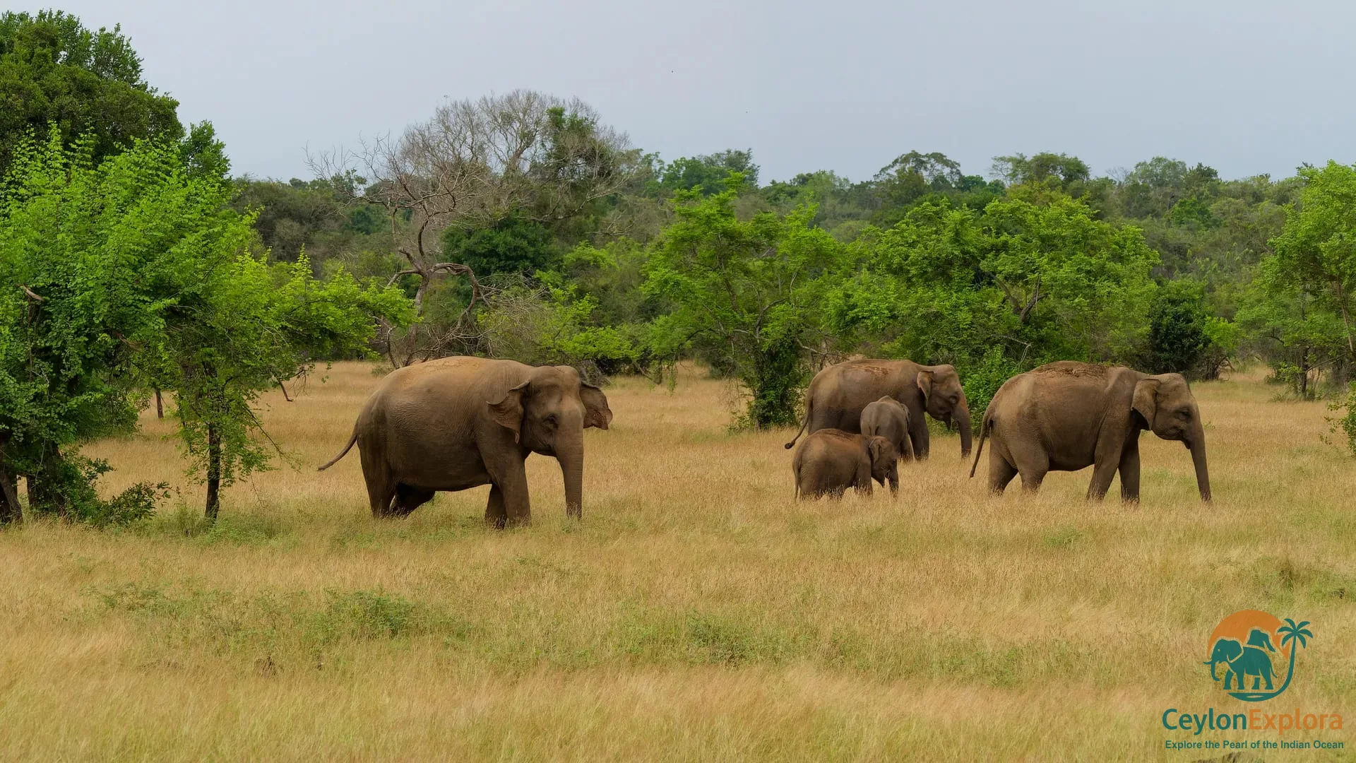 Udawalawe National Park