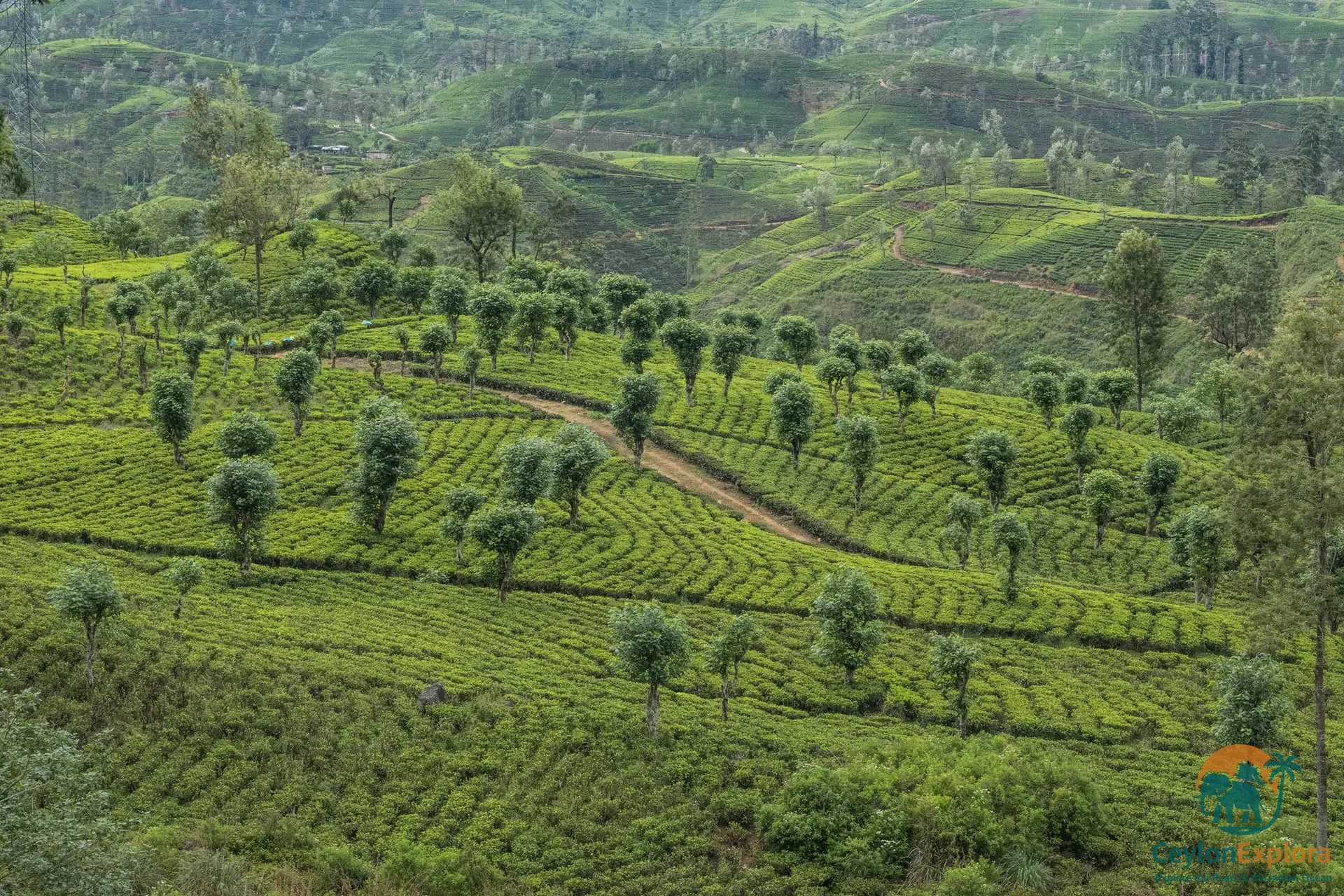 Bogawantalawa Tea Valley