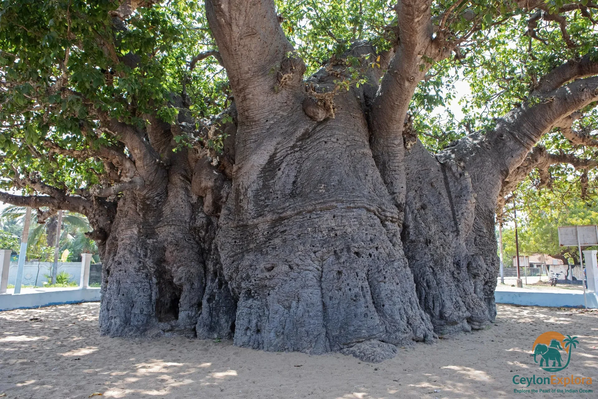 Mannar Baobab Tree