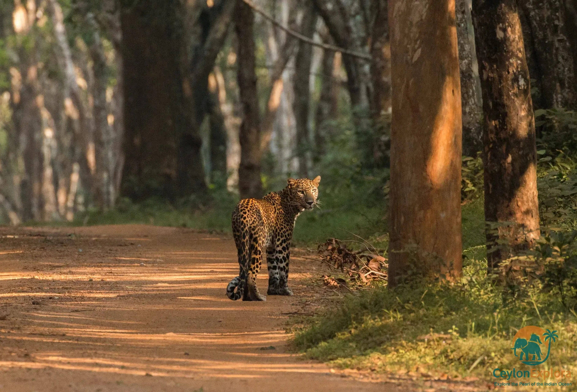 Wilpattu National Park