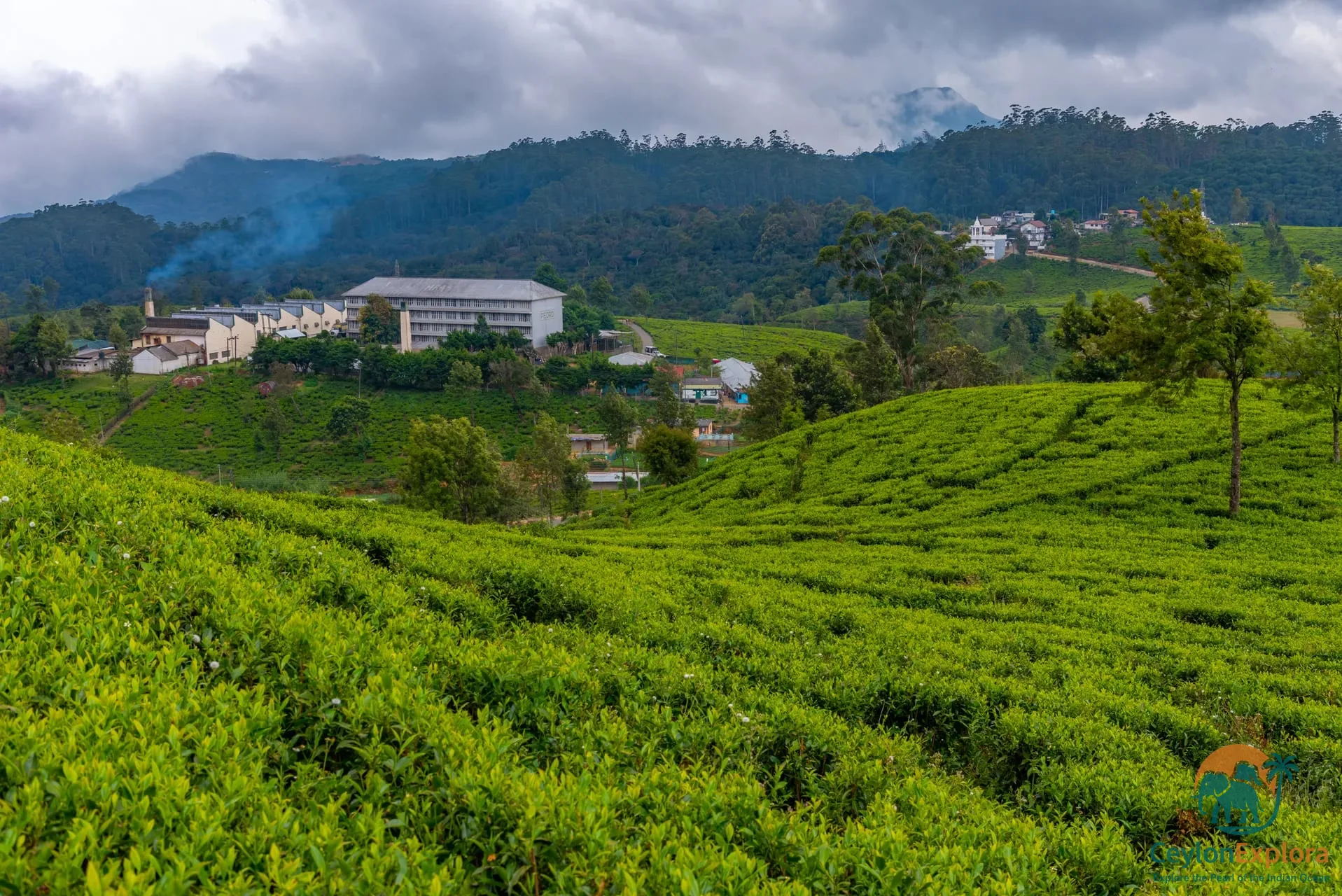 Pedro Tea Estate