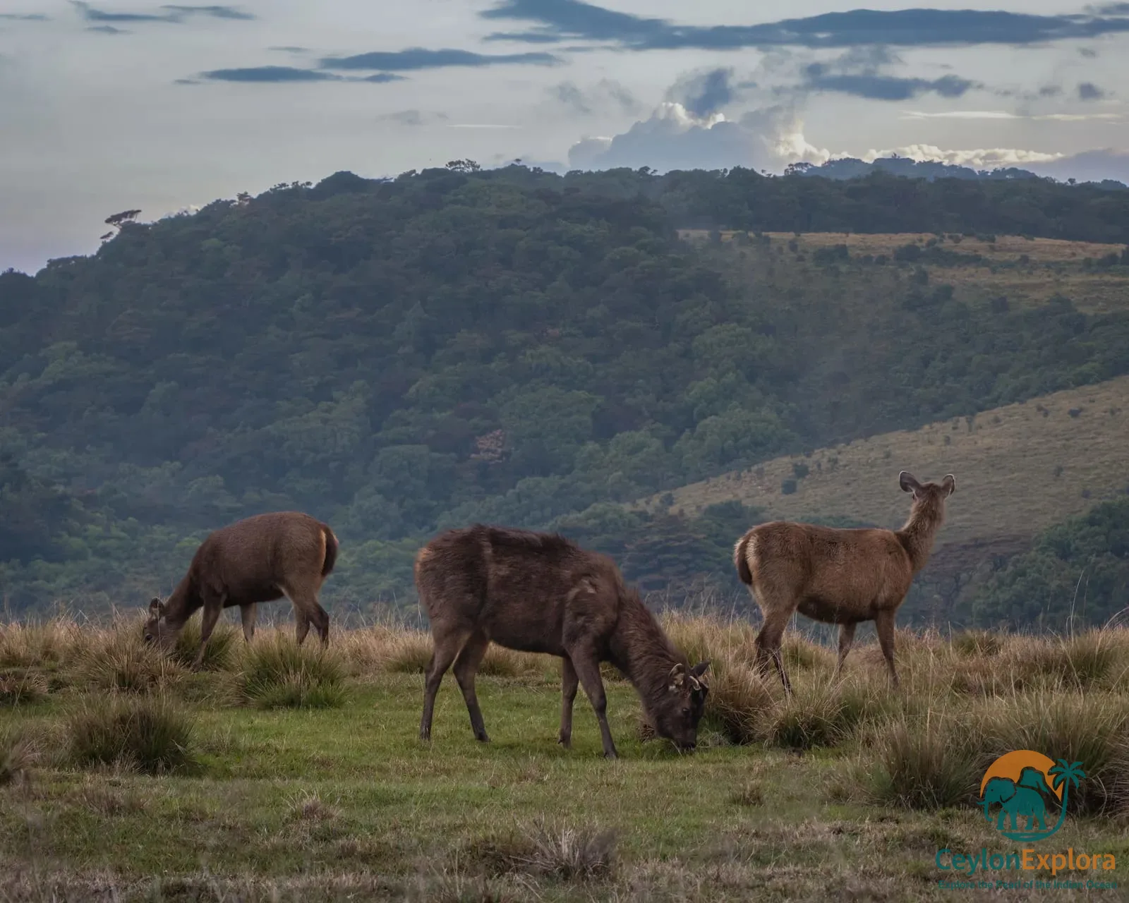 Horton Plains National Park