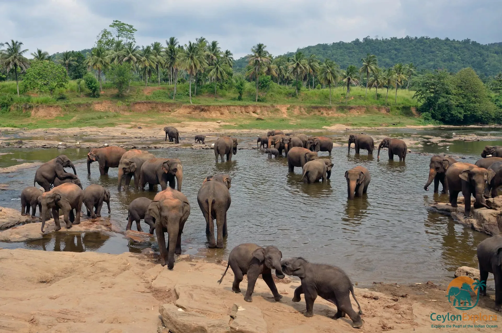 Pinnawala Elephant Orphanage