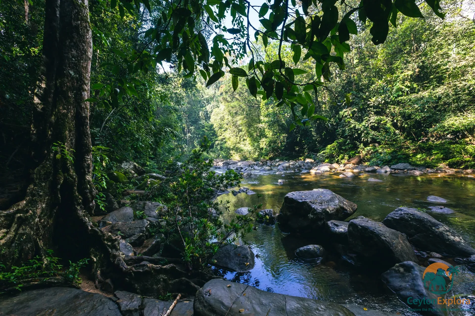 Sinharaja Forest Reserve