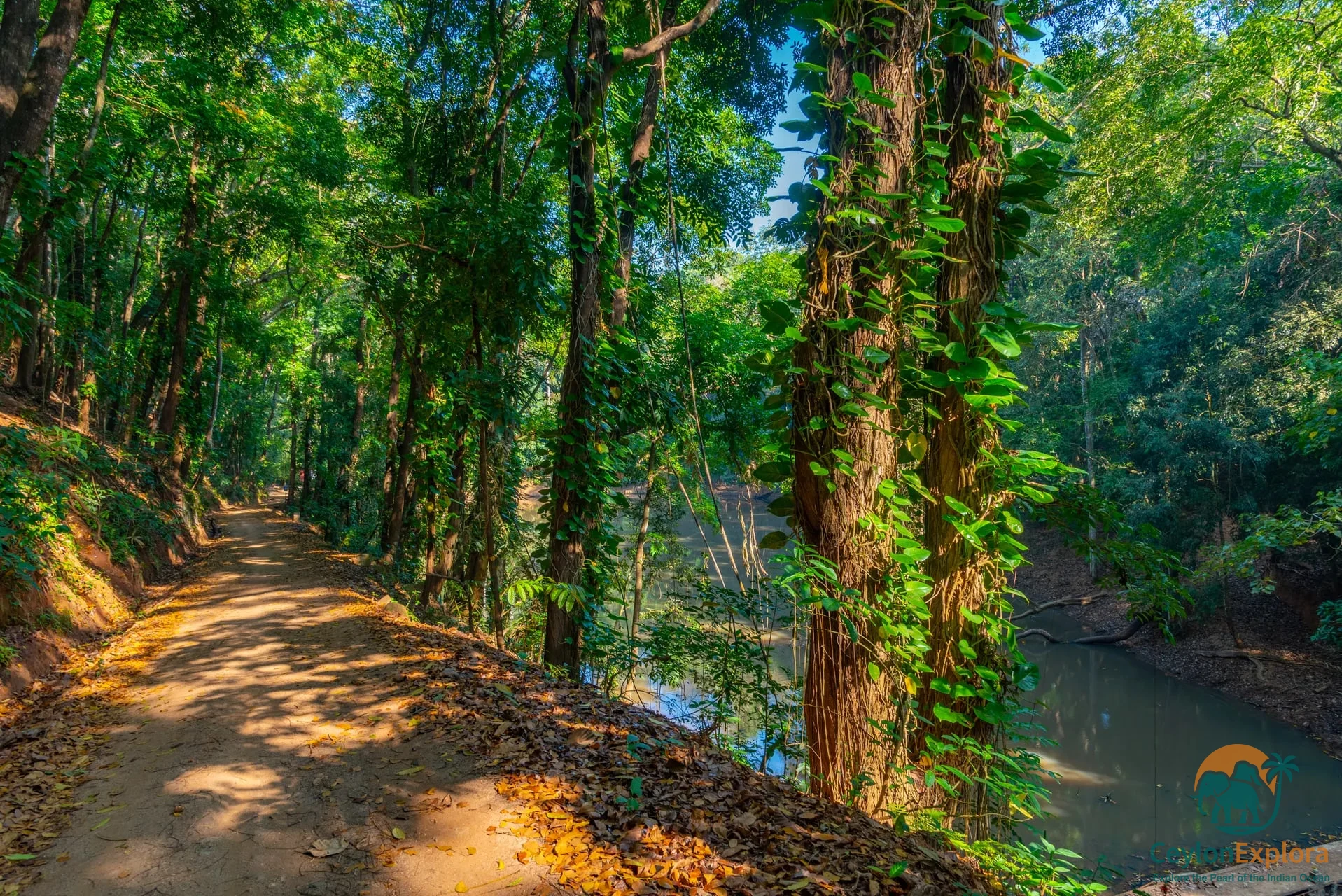 Udawattakele Forest Reserve