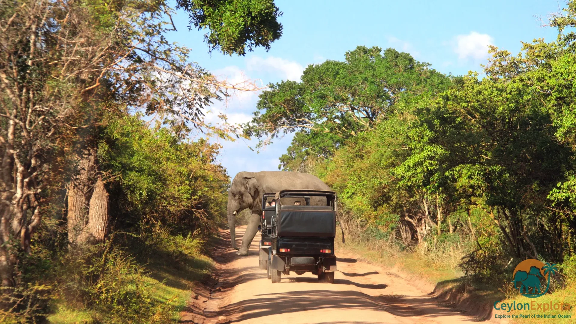 Wildlife in Sri Lanka: A Guide to National Parks and Safaris