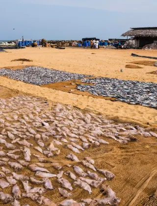 Negombo Fish Market (Lellama)